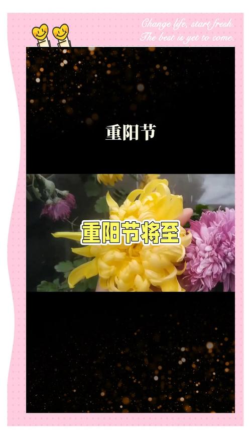 赏菊登高赠好礼,《一品官老爷》邀您共醉重阳节祈好运!