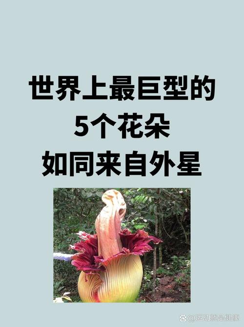 幻塔泰坦魔芋怎么关闭
