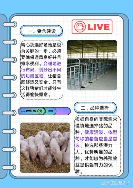 解忧小村落怎么养猪