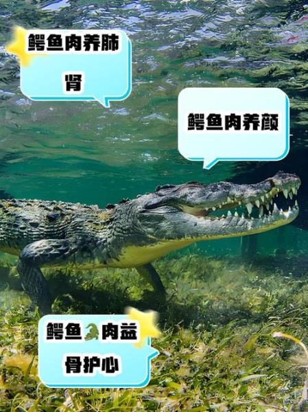 饥荒草鳄鱼怎么圈养