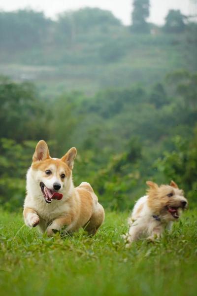 《My Little Puppy》体验版发布,带你体验超萌柯基的灵魂之旅
